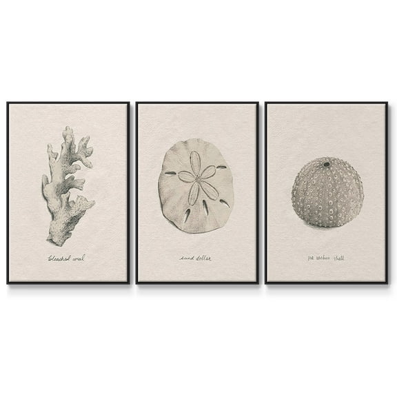 Shore Treasure Study I - Framed Premium Gallery Wrapped Canvas L Frame 3 Piece Set - Ready to Hang