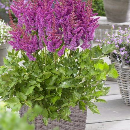 Van Zyverden Astilbe Visions® Patio Kit with Decorative Rattan Planter Planting Medium and 1 Plant Root Multicolor Partial Shade Perennial Pollinator 8 lbs