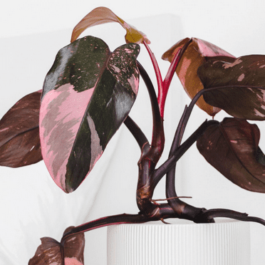 Pink Philodendron Plant Live, Variegated Philodendron Houseplant for Planting, 5 to 7 Inch