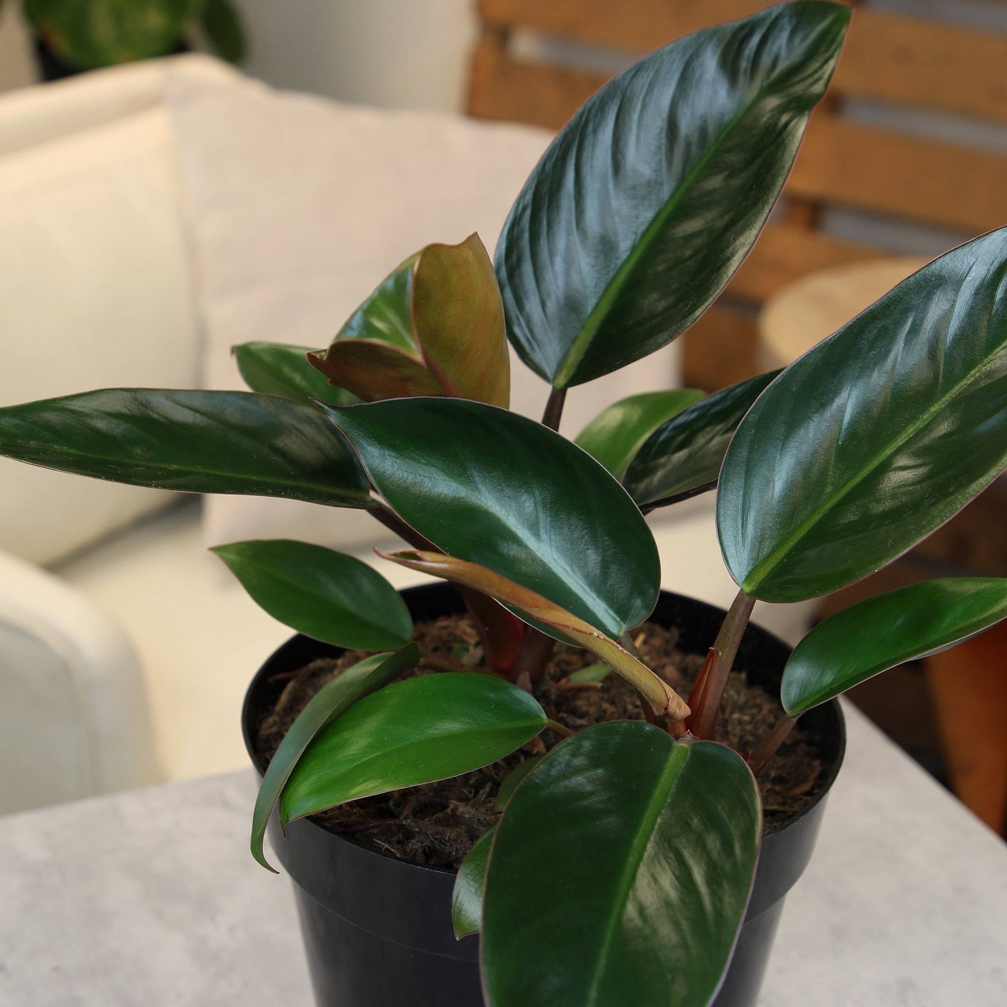 Philodendron 'Congo Red' Indoor Houseplant | 8in Grow Pot; Indirect Light | Element by Altman Plants