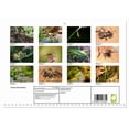thumbnail image 2 of Insect terraristics (Monthly Wall Calendar 2026 11.7 x 16.5 (open)), CALVENDO 14 Month Calendar, 2 of 9