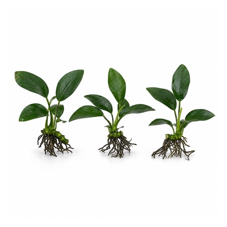 Anubias Nancon Bare Root Medium Live Aquarium Plants BUY2 GET1 FREE