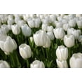 thumbnail image 2 of Silver Dollar Triumph Tulip 10 Bulbs - Almost Pure White - 12/+ cm Bulbs, 2 of 2