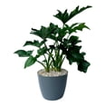 thumbnail image 2 of Planta purificadora 50 cm varios modelos 1 pieza, 2 of 3