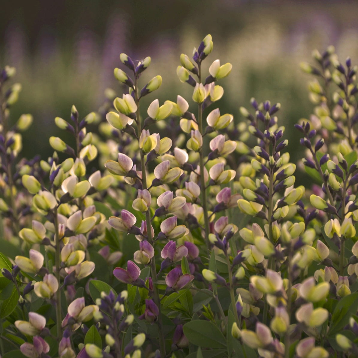 Proven Winners 1 Gallon, Decadence Deluxe 'Pink Lemonade' False Indigo (Baptisia), Live Plant, Pink and Yellow Flowers 1 Pack