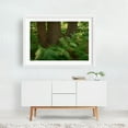 thumbnail image 2 of Ferns on Partridge Island Trail, Lynnfield 03 - Lynnfield Massachusetts Photography White Framed Wall Art Print 16 x 24 inches, 2 of 3