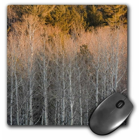 3dRose Birch trees, Beaver Pond Overlook, Minnesota - US24 RKL0093 - Raymond Klass, Mouse Pad, 8 by 8 inches