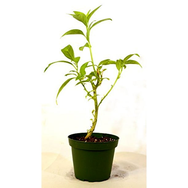9greenbox Night Blooming Jasmine 4 Pot Walmart Com Walmart Com