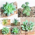 thumbnail image 4 of Coofit Artificial Succulent Creative Fashion Decorative Artificial Plant Faux Succulent, 4 of 9