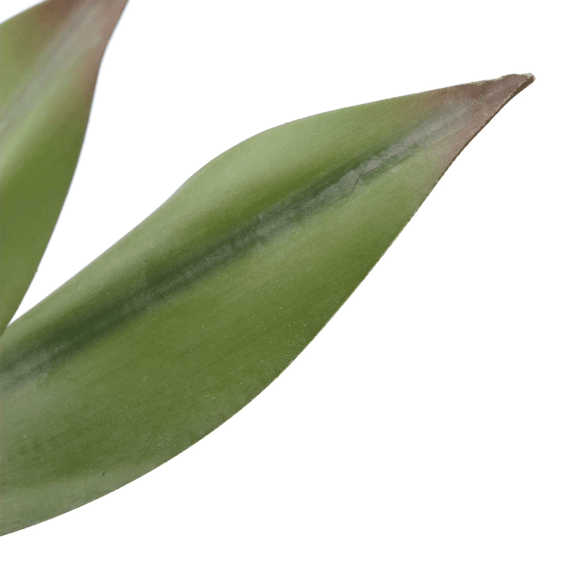 Bouclair Agave Artificielle BOUCLAIR AGAVE ARTIF EN POT