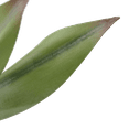 thumbnail image 3 of Bouclair Artificial Agave Plant, 3 of 3