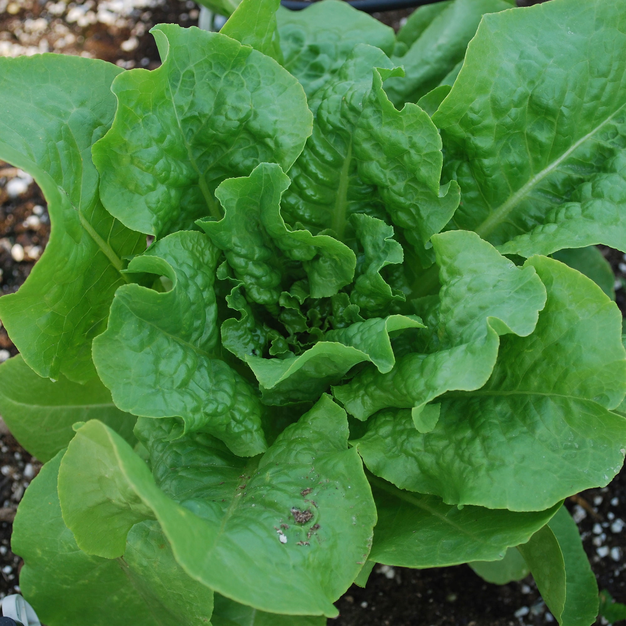 Bonnie Plants Buttercrunch Lettuce 19.3 oz. 2-Pack