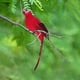 thumbnail image 2 of Loro de plumas de imitación, verde, decoración de jardín, pájaro, loro de acero dorado, pájaro, pájaro de plumas, clip de pájaro de espuma, decoración de pájaros, 2 of 8