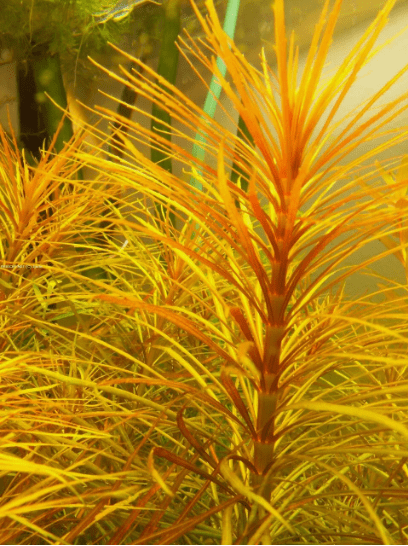 Eusteralis Stellata Pogostemon Live Aquarium Plant – Fresh Live Aquatic Stem Plant for Planted Fish Tanks