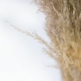 thumbnail image 3 of Vickerman 46" Dried Natural Pampas Grass, 6 pieces per Pack, 3 of 7