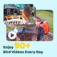 thumbnail image 3 of Comedero inteligente para pájaros NETVUE con cámara de 2 MP y visión nocturna, 3 of 9