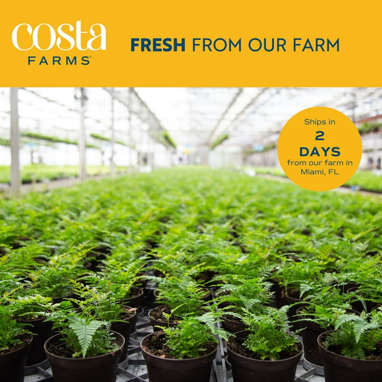 green plant☆様ご依頼用 Costa Farms 12