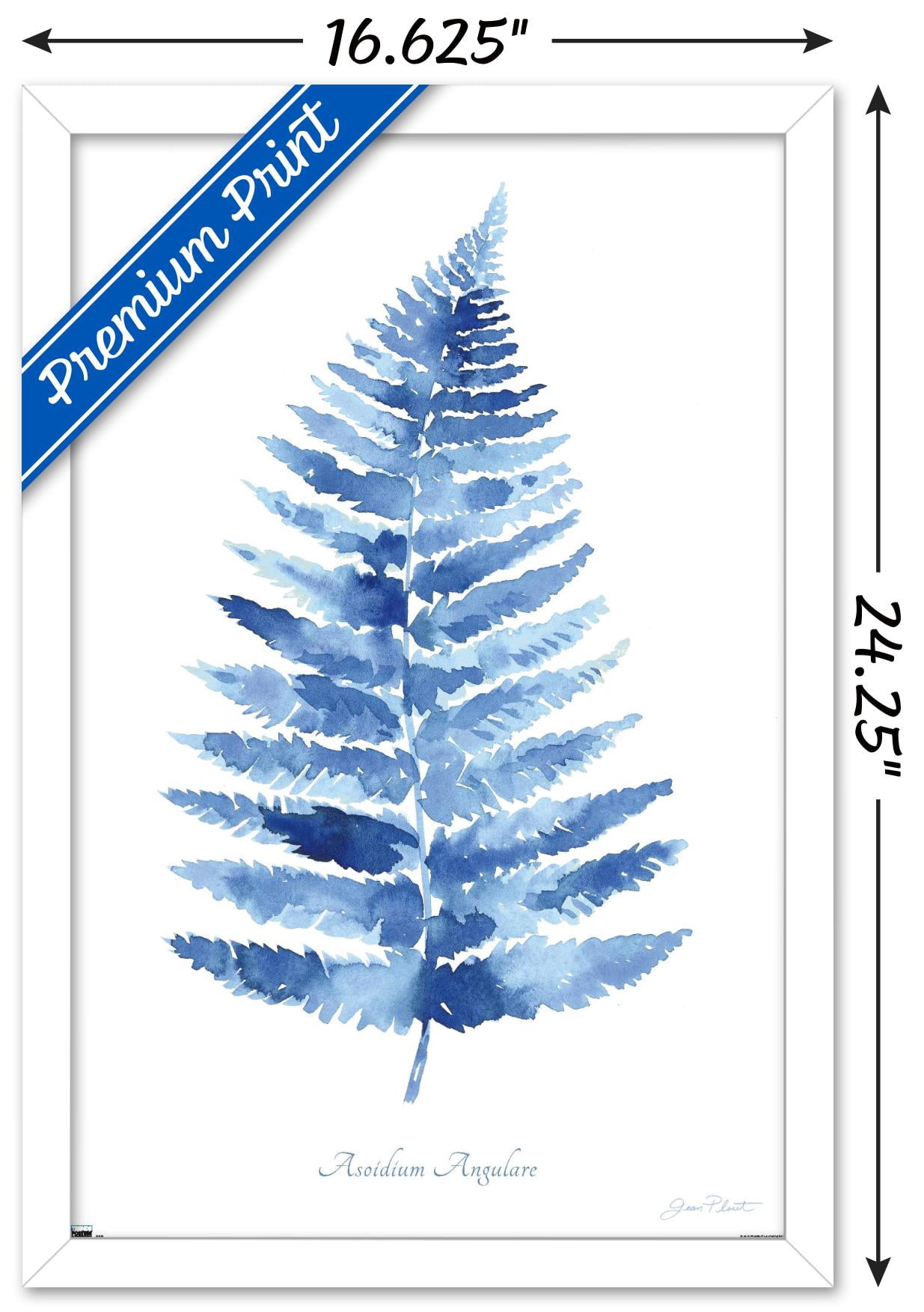 Jean Plout - Indigo Botanical Asoidium Angulare Wall Poster, 14.725" x 22.375" Framed