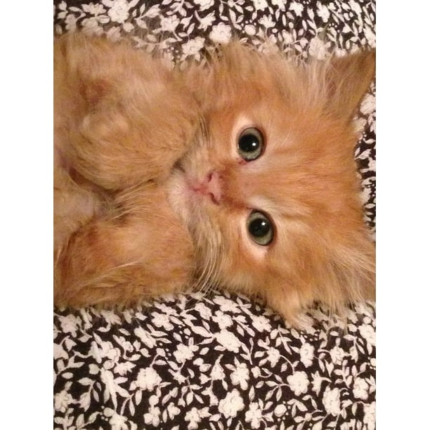 Orange Fluffy Kitten Cat 20 Inch By 30 Inch Laminated Poster With Bright Colors And Vivid Imagery Fits Perfectly In Many Attractive Frames Walmart Com