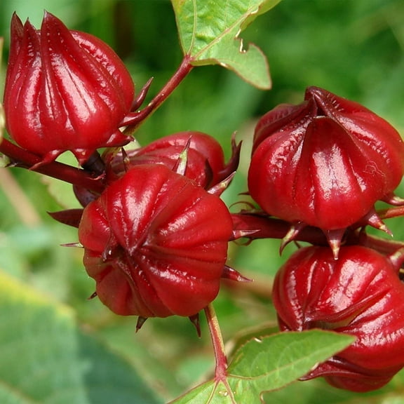CZ Grain 50 Red Roselle Hibiscus Sabdariffa Plant Seeds