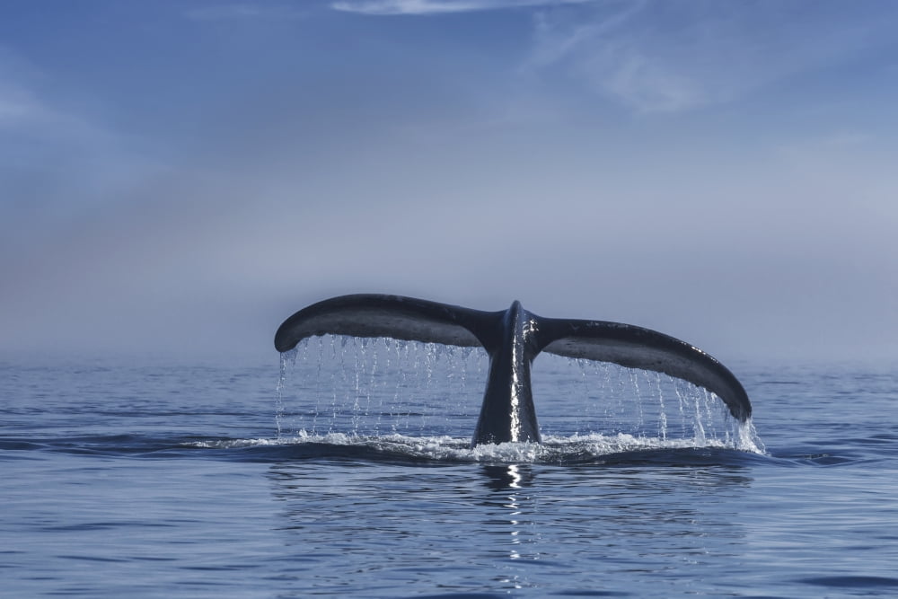 Humpback Whale Lift