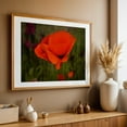 thumbnail image 4 of Washington Poppy in Bloom - Ocean Shores Washington Photography Flowers Floral Nature Botanical Garden Scenic Summer Oak Framed Wall Art Print 24 x 36 inches, 4 of 6