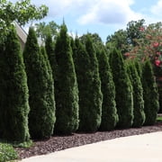 Brighter Blooms - Emerald Green Arborvitae, 1-2 ft. - No Shipping to AK, AZ, HI, OR