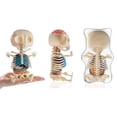 thumbnail image 4 of 4D Vision Gummi Bear Anatomy Model, 4 of 5