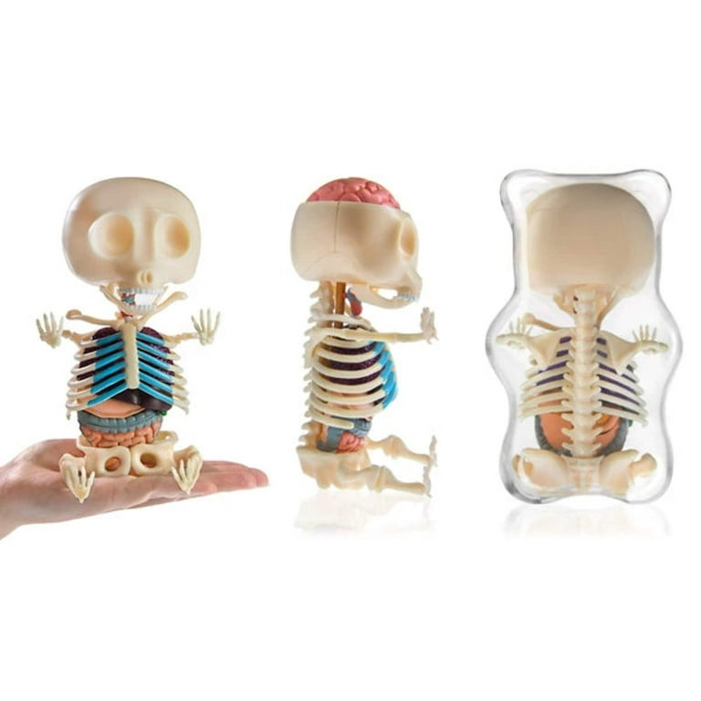 4D Vision Gummi Bear Anatomy Model - Walmart.com