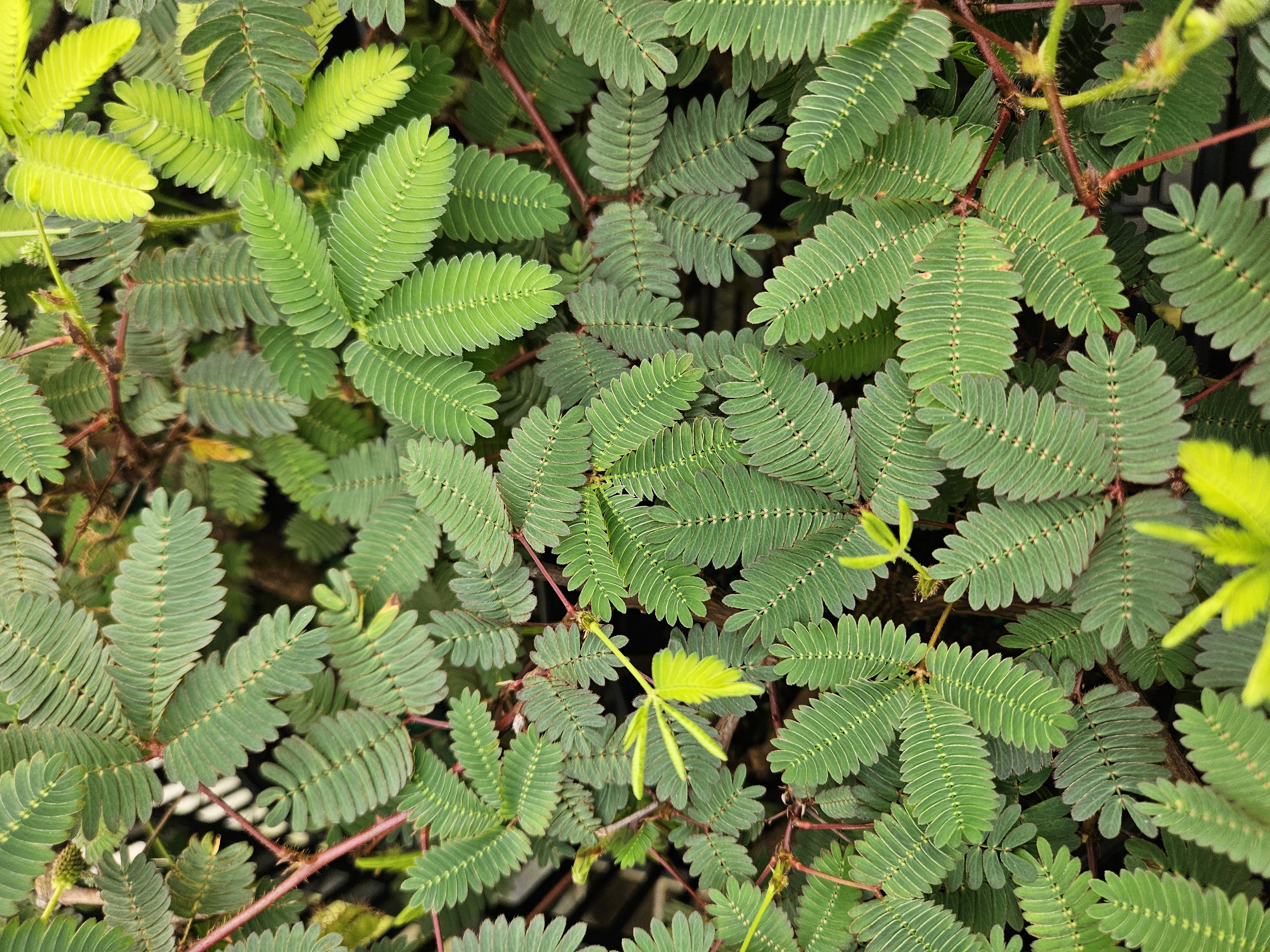 Sensitive Plant - Leaves Move - Mimosa pudica - 4" Pot