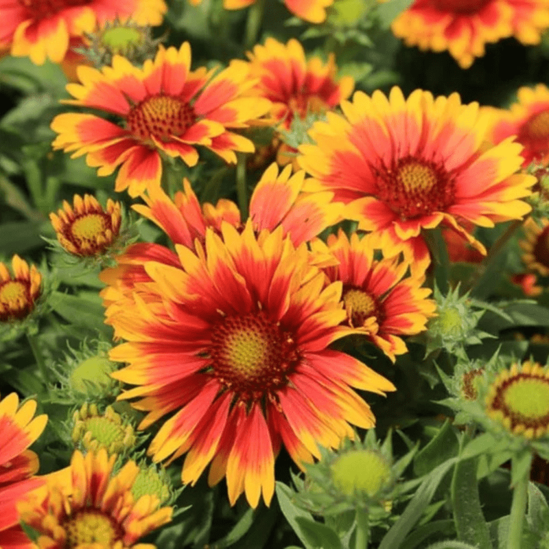 20 Gaillardia Seeds, Blanket Flower, Indian Blanket