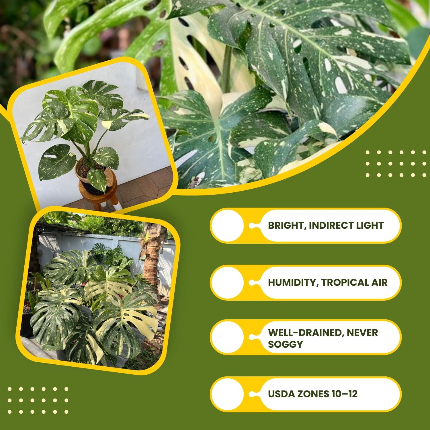 Variegate Monstera Live Indoor Plant, Variegated Tropical Houseplant, 4-6 Inch Monstera for Garden