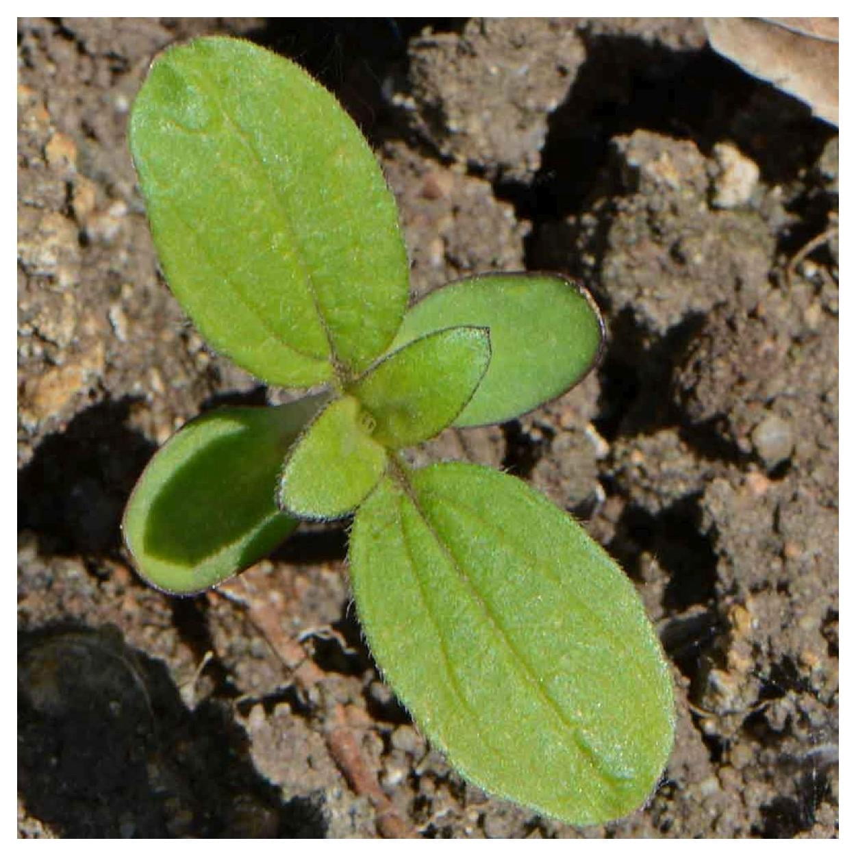 Everwilde Farms - 1 lb Velvet Queen Sunflower Garden Flower Seeds - Gold Vault Bulk Seed Packet