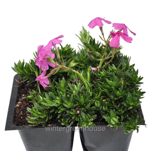 Phlox Subulata, Drummond's Pink, Pack Of 4, Creeping Phlox - Pot Size: 4x 2.63x1.72x2.75" - Ground Cover Plants, Plants