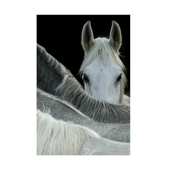 Milan Malovrh 'Look' Canvas Art