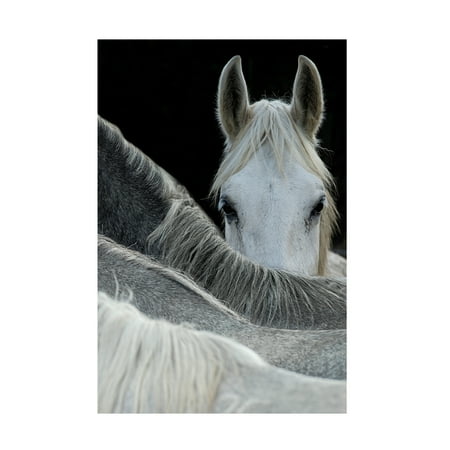 Milan Malovrh 'Look' Canvas Art