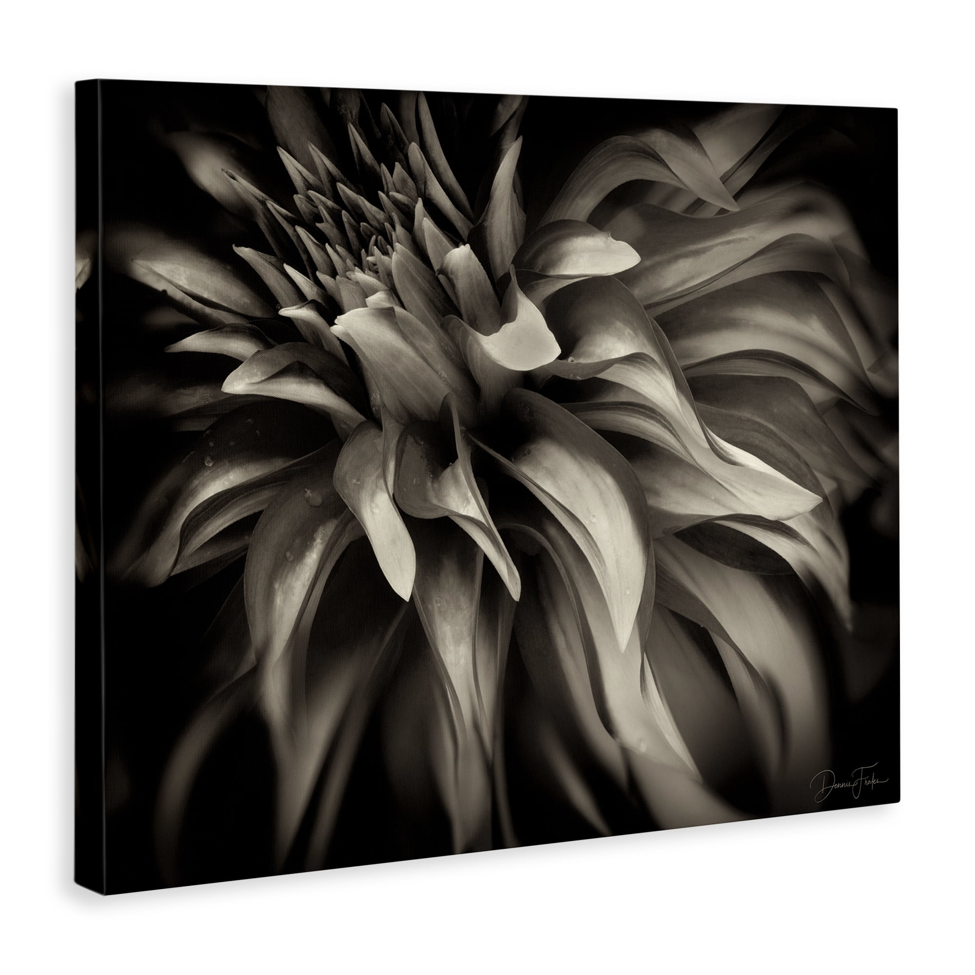Stupell Industries Dark Curling Chrysanthemum Botanical & Floral Photography Gallery Wrapped Canvas Art Print Wall Art, 40 x 30