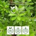 thumbnail image 2 of Organic Way Myrtle Leaf Powder (Myrtus Communis) - European Wild-Harvest | Organic & Kosher Certified | Raw, Vegan, Non GMO & Gluten Free | USDA Certified | Origin - Albania (1 lbs / 16 oz), 2 of 6