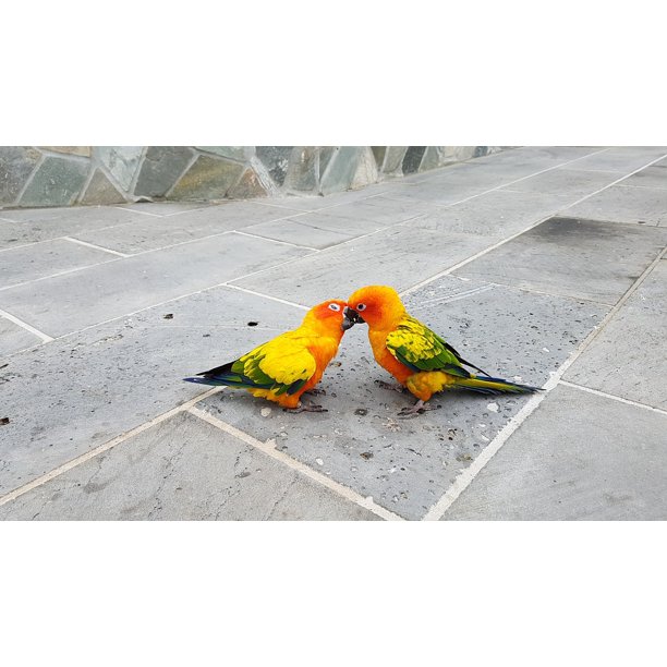 Small Parrot Love Fights Kiss Fight Parrots-12 Inch By 18 ...