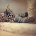 thumbnail image 2 of PETMAKER Cat Hammock with Scratching Posts for Indoor Cats (White), 2 of 7