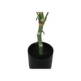 thumbnail image 6 of Monarch Artificial Plant, 54 Tall, Dieffenbachia Tree, Indoor, Faux, Fake, Floor, 6 of 6