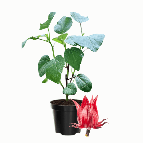 Roselle Live Plant, Roselle Hibiscus for Patio and Containers, 6 - 8 Inches Tall