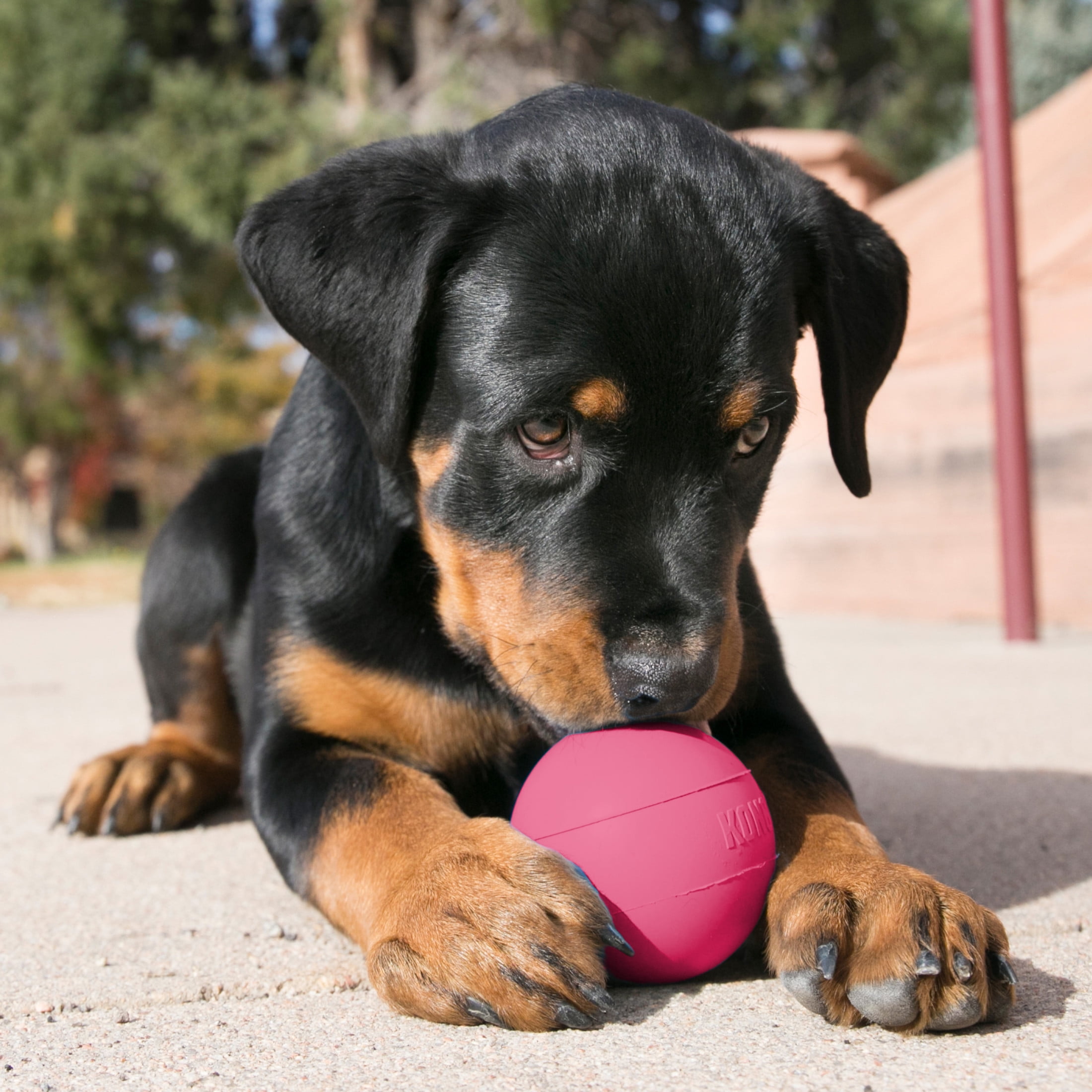 KONG® Puppy Puncture Resistant Ball with Hole, Pink, Small for Beginner Chewers