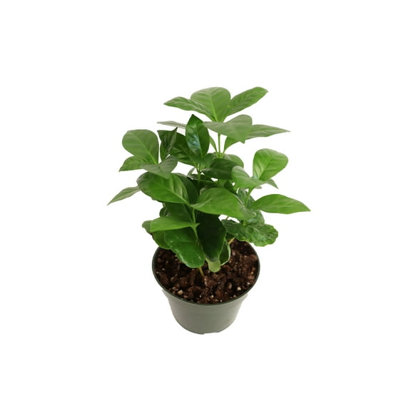 California Tropicals Arabica Coffee Plant 4" Live Plants in 4" Pots, Gift for Coffee Lovers