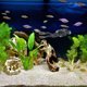 thumbnail image 4 of Raindrops De Para Acuario Y Para Peces Multicolor, 4 of 7