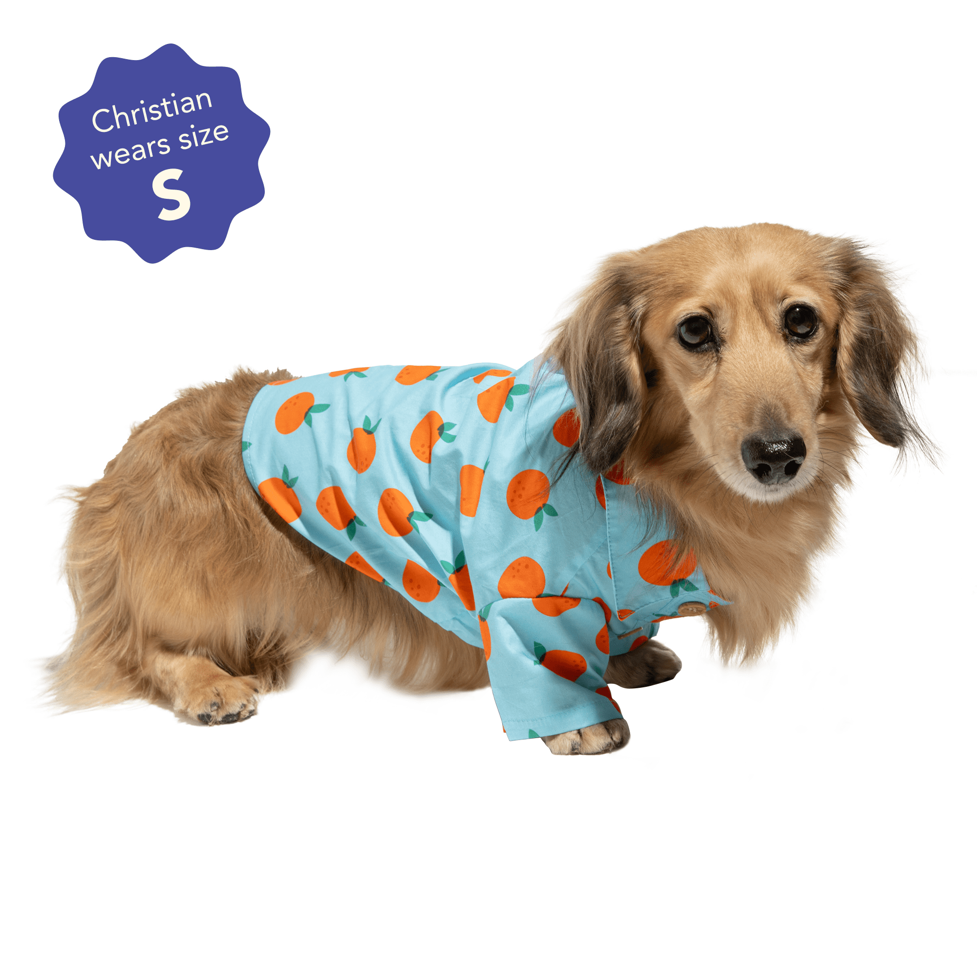 Oodles Sweet Citrus Boxy Button Up Dog Shirt, Blue, Medium