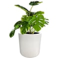 thumbnail image 1 of Maceta Elly Cilindro de Fibra de Vidrio Color Blanco, 1 of 7