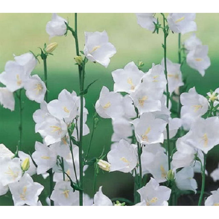 500 White PEACH LEAVED BELLFLOWER Campanula Persicifolia Flower Seeds