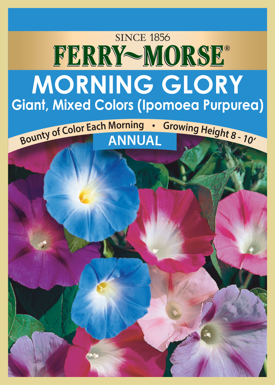 Annual seed MorningGloryGiantMC