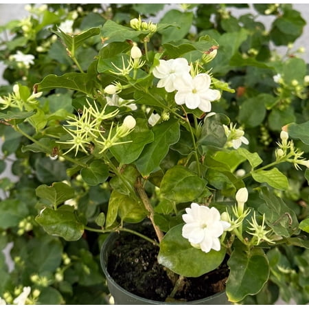 White Jasmine Plant Live Maid of Orleans Jasmine Fragrant Flowers Jasminum Sambac Plants 4"Pot